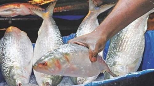 চাঁদপুরে ইলিশ ধরায় ২২ দিনের নিষেধাজ্ঞা, কার্যকর আজ রাত থেকে